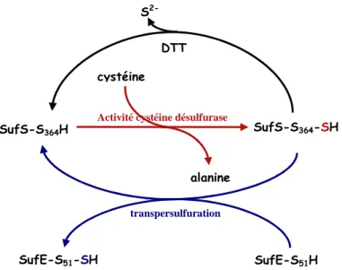 Figure 12 : schéma général de la mobilisation du soufre par le complexe SufSE  