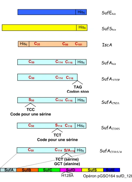 Figure 14 : représentation schématique des différentes protéines purifiées et utilisées au cours de ma thèse Opéron pGSO164 sufD_128A 