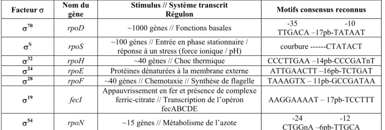 Tableau I-1 Les différents facteurs σ présents chez E.coli.  Les gènes transcrits et les motifs reconnus par ces  facteurs sont présentés (Gruber &amp; Gross, 2003; Ishihama, 2000; Wosten, 1998)