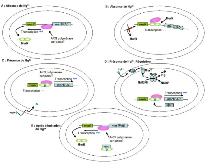 Figure I.8 Représentation schématique (inspiré de Hobman et al. (2005)) de la régulation du stress « mercure »  chez E.coli ayant l’opéron mer du transposon Tn501