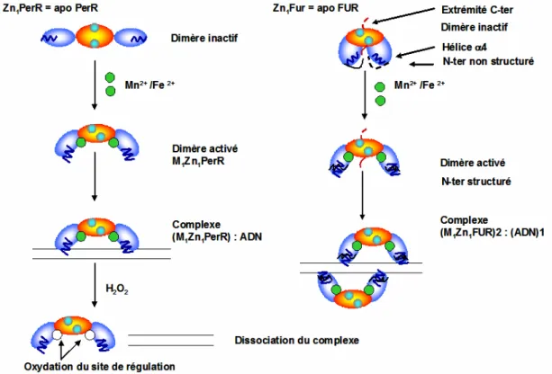 Figure I.19 Schéma des mécanismes d’activation hypothétiques de BsPerR et de EcFUR 