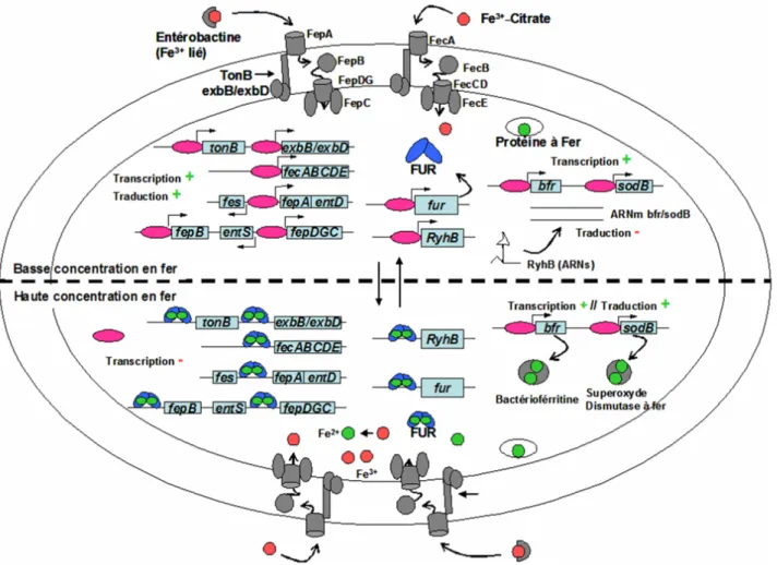 Figure I.22 Mécanisme d’action de FUR d’E.coli dans des conditions de carence en fer (partie supérieure du  schéma) ou de forte concentration en fer (partie inférieure du schéma) : Contrôle de l’homéostasie du fer par des  régulations négatives et positive