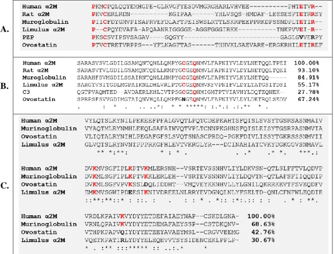 Figure 1.3. Sequence alignment of three domains of thioester-containing proteins (TEPs)