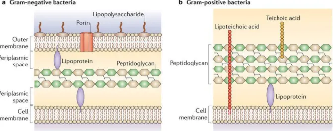 Figure 1.6. Differences between the cell walls of Gram-negative and Gram-positive bacteria