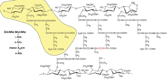 Figure 1.7. Structure of the E. coli peptidoglycan. The basic building block marked in yellow  consists of N-acetylglucosamine (GlcNAc) and N-acetylmuramic acid  (MurNAc) connected  by  a  β-(1,4)  glycosidic  bond,  with  a  L-Ala--D-Glu-meso-A 2 pm-D-Al