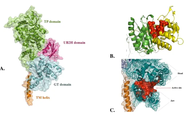 Figure  1.11.  Structure  of  PBP1b  (PDB:  5HLB).  A  –  Domain  organization;  B  –  Catalytic  residues of the TP domain (red spheres) are at the interface of the two subdomains (in green  and yellow)