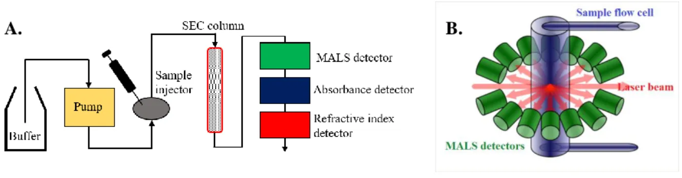Figure 2.3. A – Scheme of a SEC-MALS experiment setup. The sample is injected into a SEC  column which is connected to MALS, absorbance and refractive index detectors