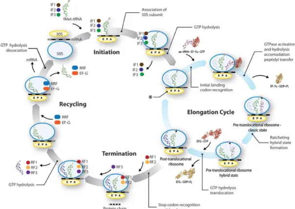 Fig. 5 Overview of bacterial translation. Adapted from Agirrezabala and Frank, 2010. 