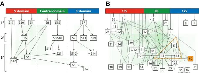 Fig. 6 Assembly maps of ribosomal subunits. (A) Nomura assembly map represents the hierarchy of protein binding in the 30S  subunit