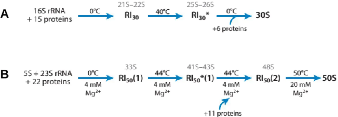 Fig. 7  Mechanism of the in vitro assembly of the (A) 30S subunit and (B) 50S subunit