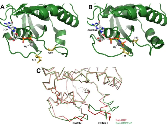 Fig. 16  3D structure of the human GTP-binding protein Ras in the (A) GDP-bound form and (B) GTP-bound form