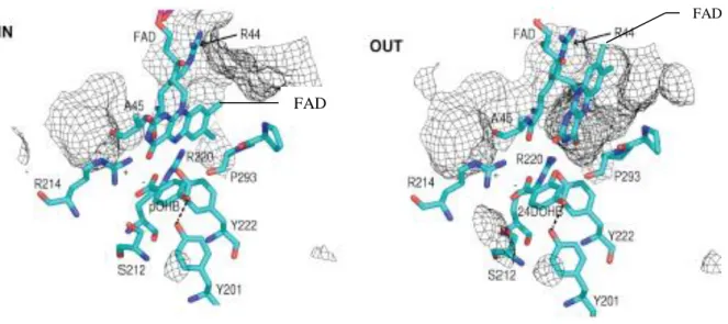 Figure  12.  Structures  du  site  actif  de  la  PHBH  avec  son  cofacteur  en  conformation  « in »,  en  présence  de  pOHB,  et  en  conformation  « out »,  en  présence  d’un  analogue  de  produit,  le  2,4  DOHB  (Schreuder  et  coll,  1994).