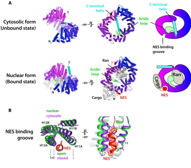 Figure  .:  CRM structures and conformational changes.  A)  Cytosolic and nuclear conformations of  CRM