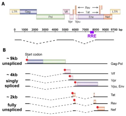 Figure  .: HIV- genome and different classes of viral transcripts.  A) The HIV-  genome  contains  regulatory untranslated regions at the ’ and ’ ends (LTRs) and  different genes (colored boxes) for a total  of  open reading frames