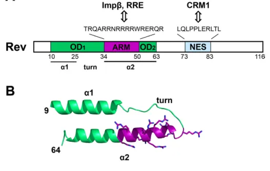 Figure  .:  Rev functional domains  and  crystal  structure.  A) Rev primary structure is represented as a  rectangular box in which the OD is colored green, the ARM in magenta and  the NES  motif in light blue