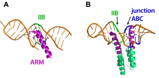 Figure  .:  Structurally characterized Rev binding sites on the RRE. A)  NMR structure of the Rev ARM  (magenta) bound to IIB (orange)