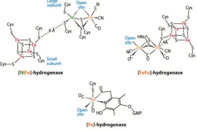 Figure tirée de  (Thauer, Kaster et al. 2010). GMP : guanosyl monophosphate. Les sites vacants pour  un ligand sont notés « Open site »