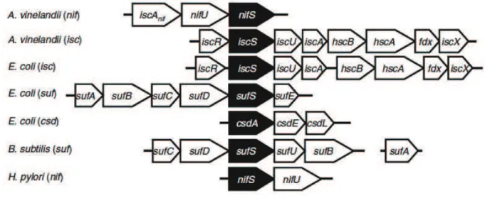 Figure tirée de la référence (Hidese, Mihara et al. 2011). Les machineries NIF, ISC et SUF sont codées  par les clusters de gène nif, isc et suf respectivement
