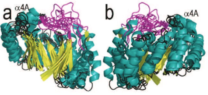 Figure tirée de Vey  et Drennan (Vey and Drennan 2011). Vue du dessus de monomères de (a) PFL- PFL-AE, (b) HemN, (c) BioB, (d) MoaA, (e) LAM, (f) TYW1, (g) HydE