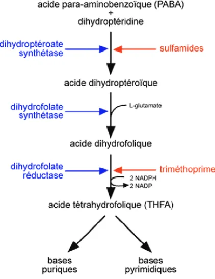 Figure  I.8:  Voie  de  synthèse  de  l’acide  tétrahydrofolique  et  inhibition  de  l’action  par  des  antibactériens (en rouge) 