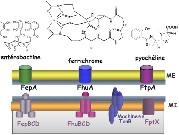 Figure  I.16  :  Structures  de  trois  sidérophores :  l’entérobactine,  le  ferrichrome  et  la  pyocheline