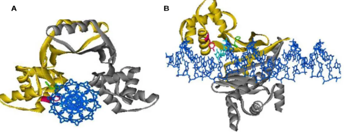 Figure  I.22:  Modèle  du  complexe  Fur-ADN.  A :  vue  axiale.  B :  vue  longitudinale