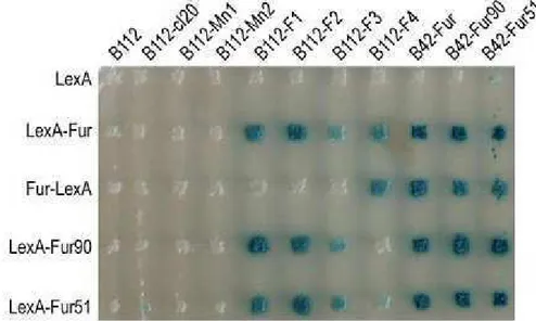 Figure  II.1 :   Matrice  d’interaction  double  hybride  chez  la  levure.  Les  appâts  sont  les  différentes  protéines  Fur  (sauvage,  Fur51  et  Fur90)  fusionnées  au  domaine  LexA  en  N-  ou  C-terminal  (respectivement  LexA-Fur  et  Fur-LexA) 