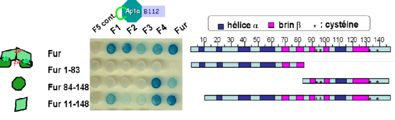Figure II.2: Test d'interaction double hybride entre les différentes parties tronquées de Fur et les  aptamères peptidiques