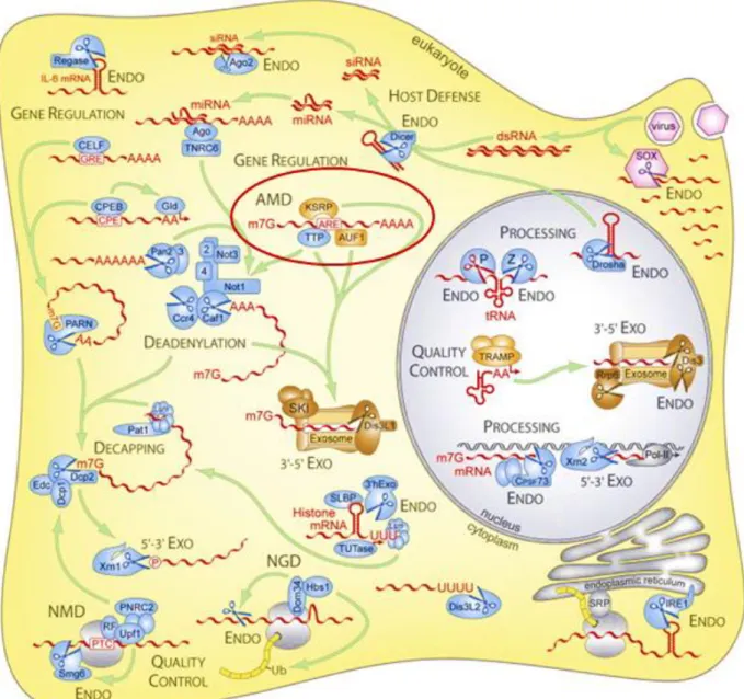 Figure 1:  Complexity  of  RNA  decay  and  enzymes  involved  in  eukaryotic  cells  (Stoecklin  &amp; 
