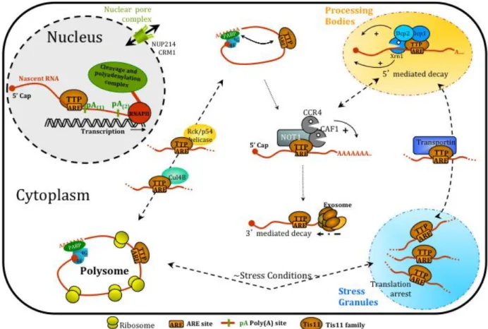 Figure 11:  Multiple functions of TIS11 proteins during mRNA life cycle have been shown  (Ciais et  al., 2013)