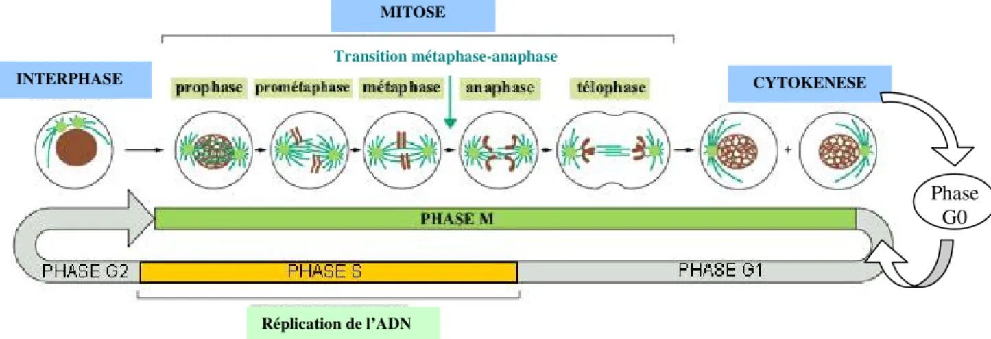 Figure 1 : Vue générale des différentes phases du cycle cellulaire et des principales étapes de la division  mitotique (Alberts et al., 1994)