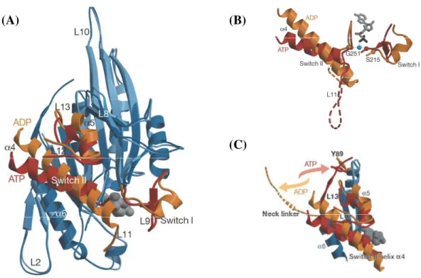 Figure 4  : Analyse structurale des modifications conformationnelles induites chez la KRP Kif1A lors de la  transition ATP (rouge) / ADP (jaune)