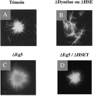 Figure 4 : Etude in vitro de la fonction des moteurs Eg5, HSET et de la dynéine cytoplasmique dans la formation  des asters