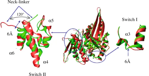 Figure 14 : Comparaison des conformations adoptées par les régions « switch I », « switch II » et le neck-linker  en absence (rouge) et en présence (vert) de monastrol (Yan et al., 2004)