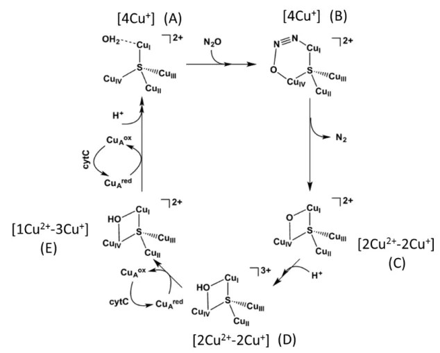 Figure 16.  Mécanisme moléculaire proposé pour la réduction de N 2 O par le centre CuZ* réduit de la N 2 OR
