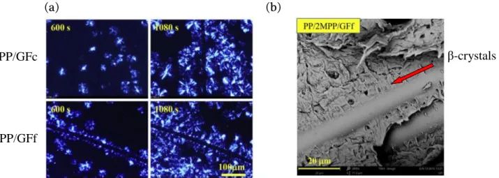Figure 1.7. (a) Polarized optical micrographs during an isothermal PP crystallization at 135°C around a  single  fiber  (GFc  or  GFf)  (b)  SEM  micrograph  of  the  etched  fracture  surface  for  PP/2%MPP/GFf  injection  molded  sample