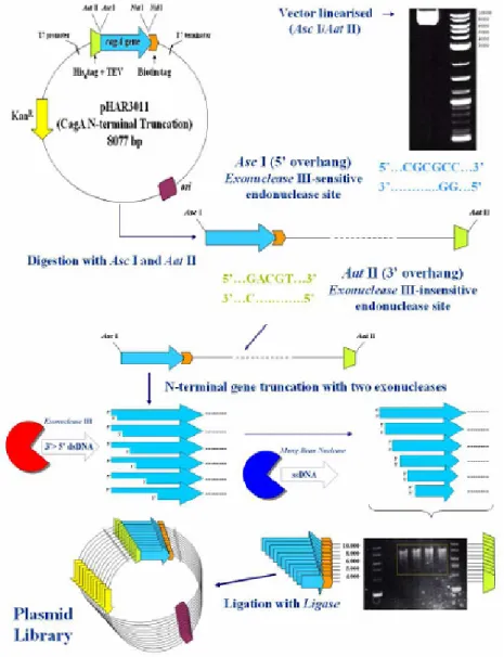 Figure  2.1:  progressive  deletion  of  pHAR3011  vector  carrying  CagA  gene  previously  linearized  with Figure  2.1:  progressive  deletion  of  pHAR3011  vector  carrying  CagA  gene  previously  linearized  with Figure  2.1:  progressive  deletion 