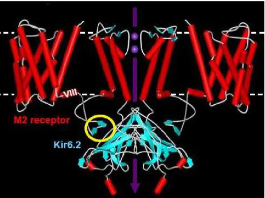 Figure 3.5: Hypothetial mehanism of intermoleular gating ontrol. T ransmembrane view of a