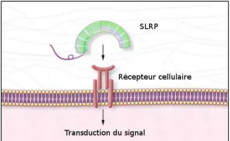 Figure 7 : Schéma d’interaction entre un SLRP et un récepteur cellulaire  via la protéine cœur