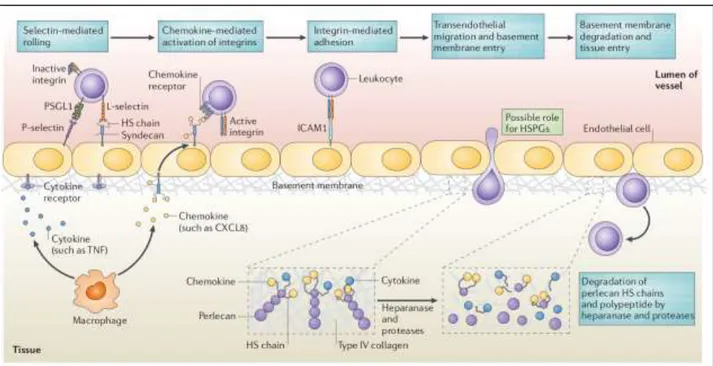 Figure 34 : Schéma d’un guidage leucocytaire vers un site inflammatoire et rôle des HSPG dans les différents stades