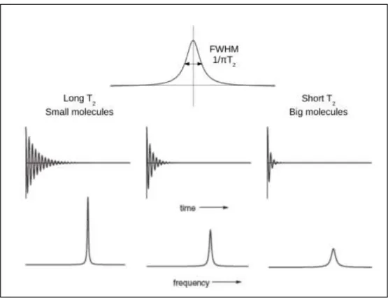 Figure 57 : Effets du temps de relaxation transversal T 2  sur le signal FID brut (milieu) et  après transformée de Fourier (bas)