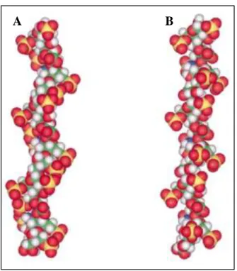 Figure  62  :  Structure  d’héparine  en  solution  déterminée  par  RMN  selon  la  conformation  des  iduronates  en  1 C 4   (A)  ou  2 S 0   (B)