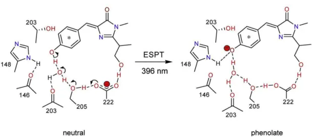 Figure  1.6)  Excited  state  proton  transfer  between  hydroxybenzylidene  moiety  of  the  chromophore and the nearby H-bond network in the GFP