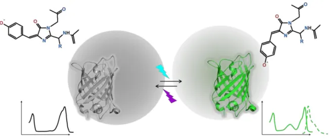 Figure 1.11) Positively photo-switchable FPs. Reversible photo-transformation from the non- non-fluorescent  state to  the non-fluorescent  state  of chromophore  based on  trans-cis  isomerization of  the  chromophore  upon  illumination  at  488 nm  to  