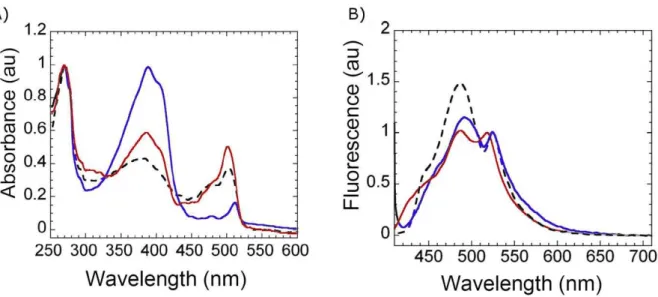 Figure  2.10) Spectral signatures of the different protonated forms of eYFP. (A) Absorbance  spectra of eYFP at acidic pH (blue line) and at neutral pH after switching with 514 nm laser  light at low temperature (red line) and at close to room temperature 