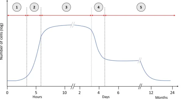 Figure  7.  The  five  phases  of  the  bacterial  growth  in  planktonic  lifestyle.  Once  bacteria  are  inoculated in fresh medium, there is a lag period (phase 1) followed by exponential growth (phase 2)