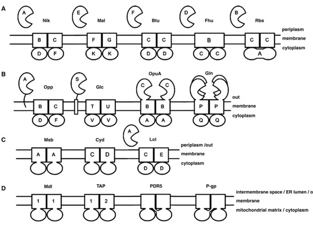 Figure 1. Diversité des transporteurs ABC. Image modifiée à partir de Biemans-Oldehinkel et al