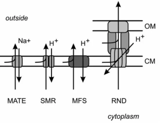 Figure 8. Représentation schématique des principales familles de transporteurs MDR secondaires  chez les procaryotes