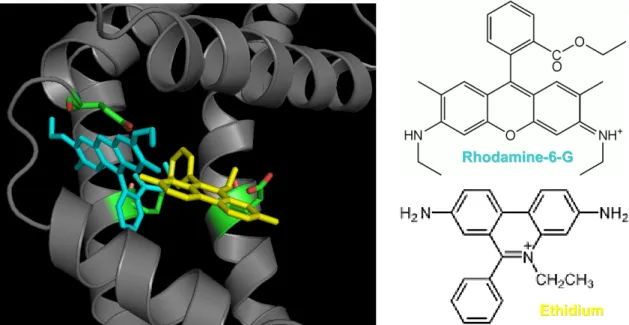 Figure 9. Position des ligands rhodamine-6-G (en cyan) et éthidium (en jaune) dans le site de  liaison du régulateur transcriptionnel QacR de S