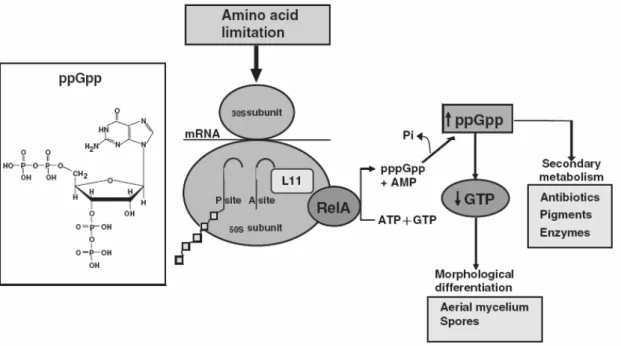 Figure 15. Représentation schématique de la réponse stringente bactérienne. La présence d’un  ARNt non aminoacylé dans le site A du ribosome active la kinase RelA, qui catalyse le transfert de  groupement phosphate de l’ATP vers le GTP pour former du (p)pp